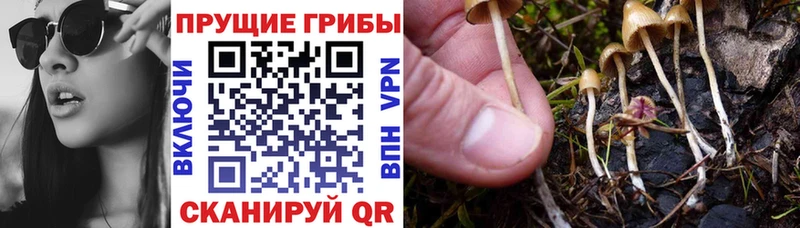 Псилоцибиновые грибы Psilocybine cubensis  Фёдоровский 